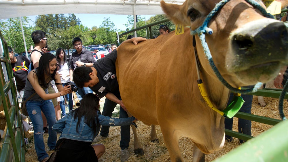 An animal science student helps a student milk a cow at ϲʿͼ picnic day