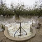 Diverted water spills into an almond orchard in Modesto, CA in November of 2016 to help recharge the aquifer beneath the field. ϲʿͼ scientists are studying managed aquifer recharge as a solution to California's groundwater overpumping. (Curtis Jerome Haynes)