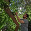 ϲʿͼ professor Alessandro Ossola reaches into canopy of tree in urban garden