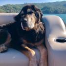 Big brown and black dog named Boone sits on a boat with Lake Sonoma in the background. He went through a clinical trial at ϲʿͼ School of Veterinary Medicine to treat his cancer.