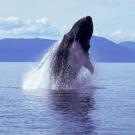 A humpback whale breaches the water. ϲʿͼ and SETI Institute scientists are studying whale communication. (Getty)