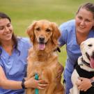 Two veterinary students in blue scrubs smiling and posing with a golden retriever and a Labrador retriever on a grassy field outside Scrubs Cafe, ϲʿͼ.